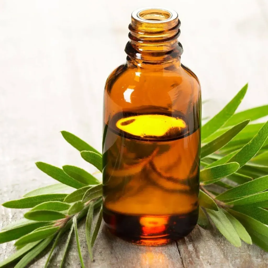 Teatree hydrosol 