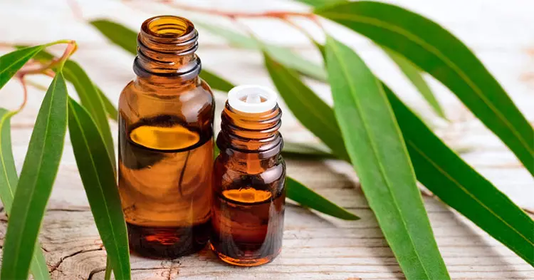 [eeo50] Eucalyptus essential Oil (50g)